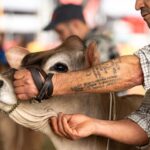 Lincolnshire Show 2026: Dates and Attractions
