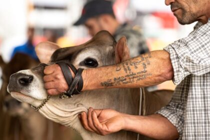 Lincolnshire Show 2026: Dates and Attractions
