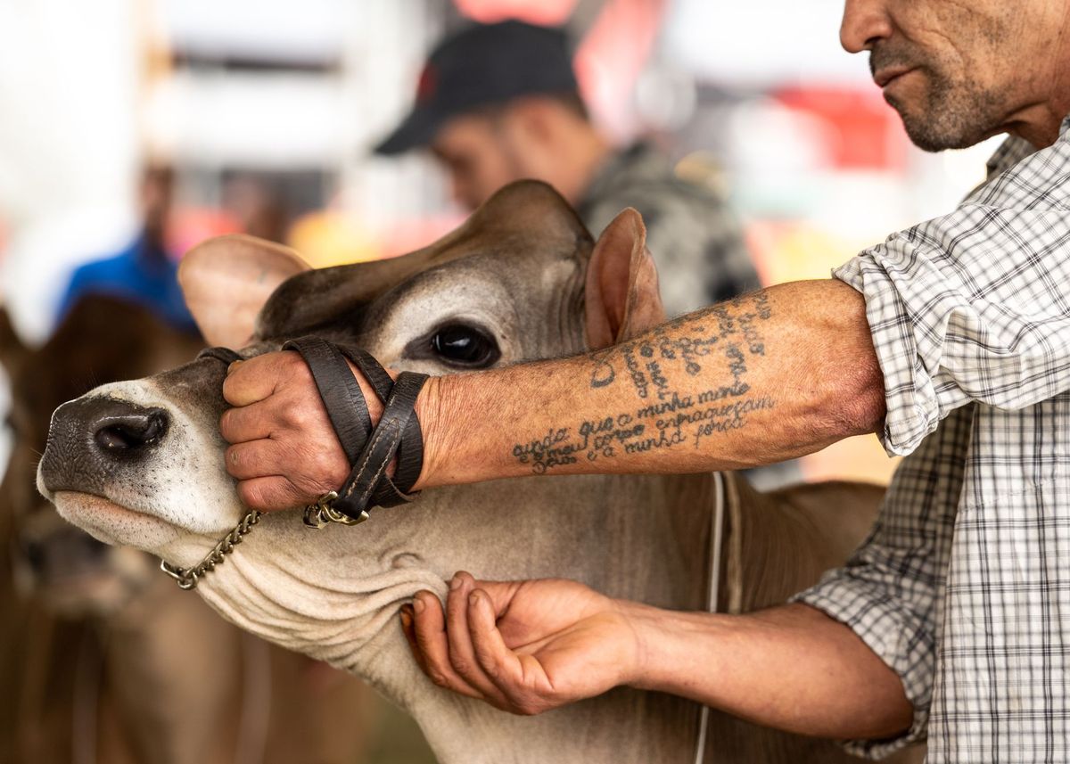 Lincolnshire Show 2026: Dates and Attractions