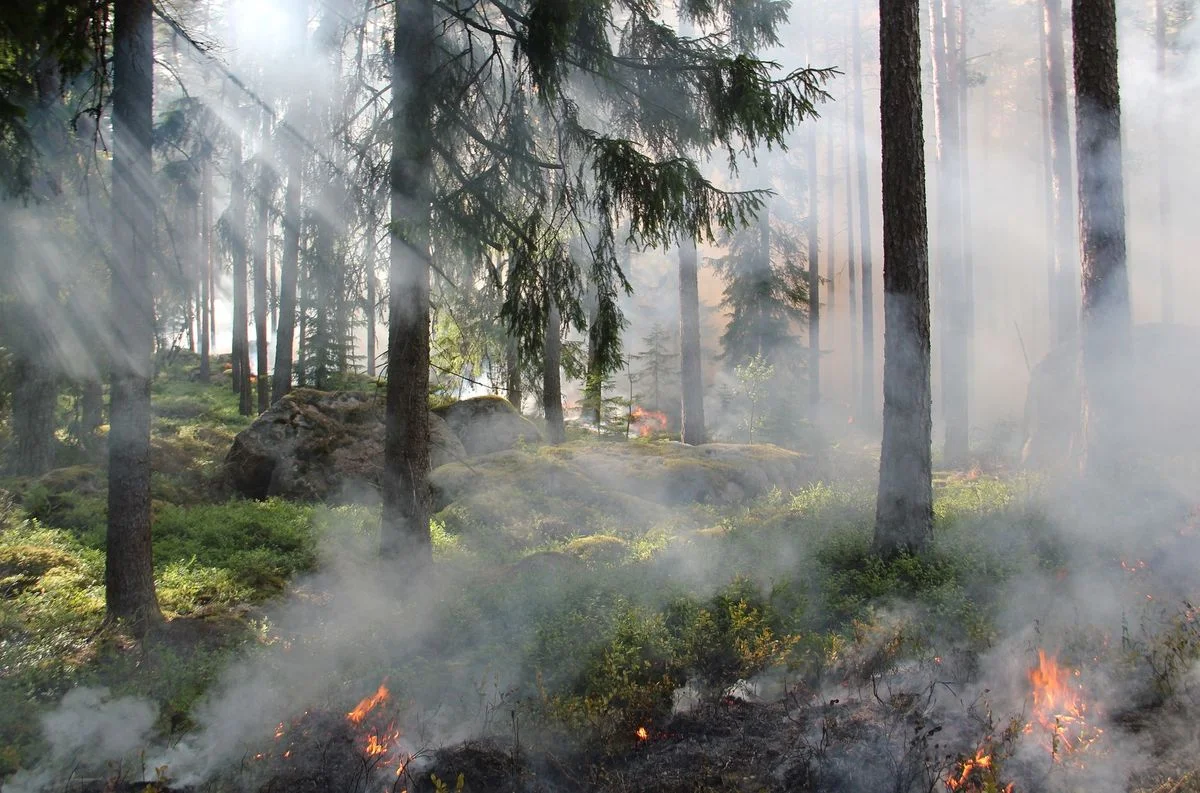 French Wildfires Rage in Gironde and Landes