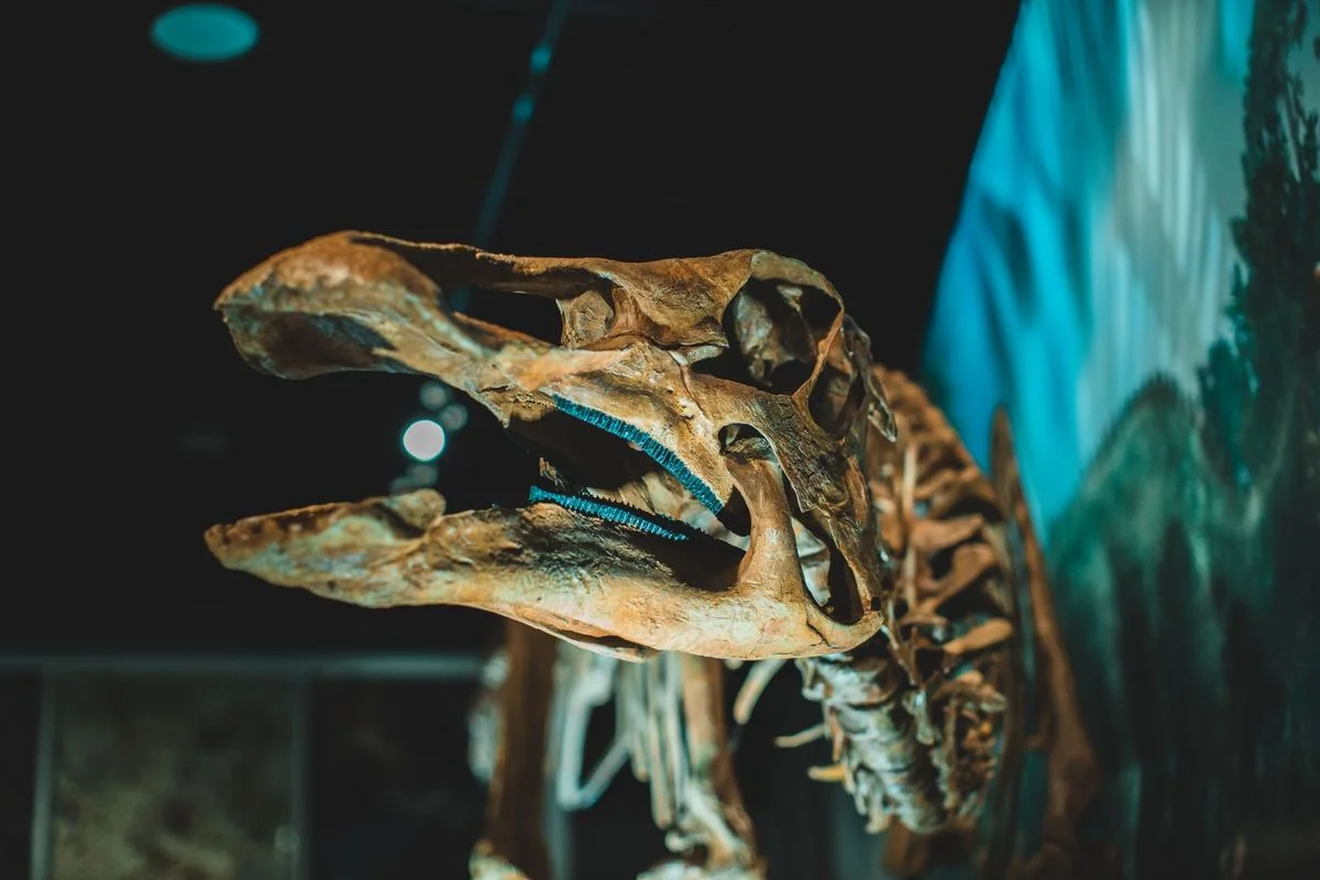 T. rex Fossil Auction Sparks Alarm Among Scientists